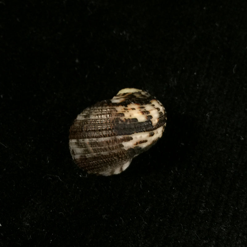 Nerita funiculata Menke, 1850 - 17,1mm