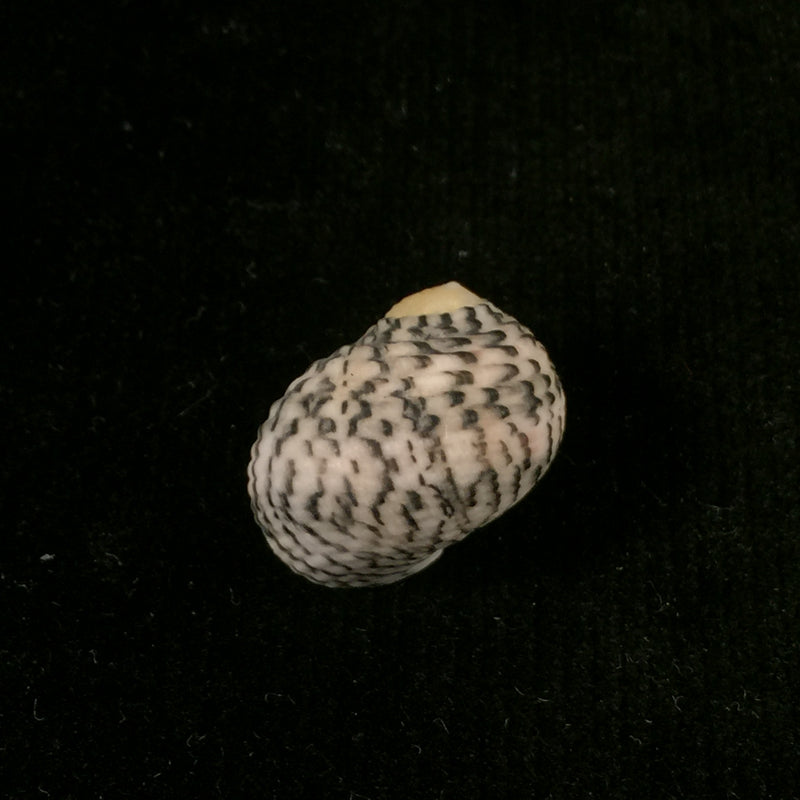 Nerita versicolor Gmelin, 1791 - 18,6mm