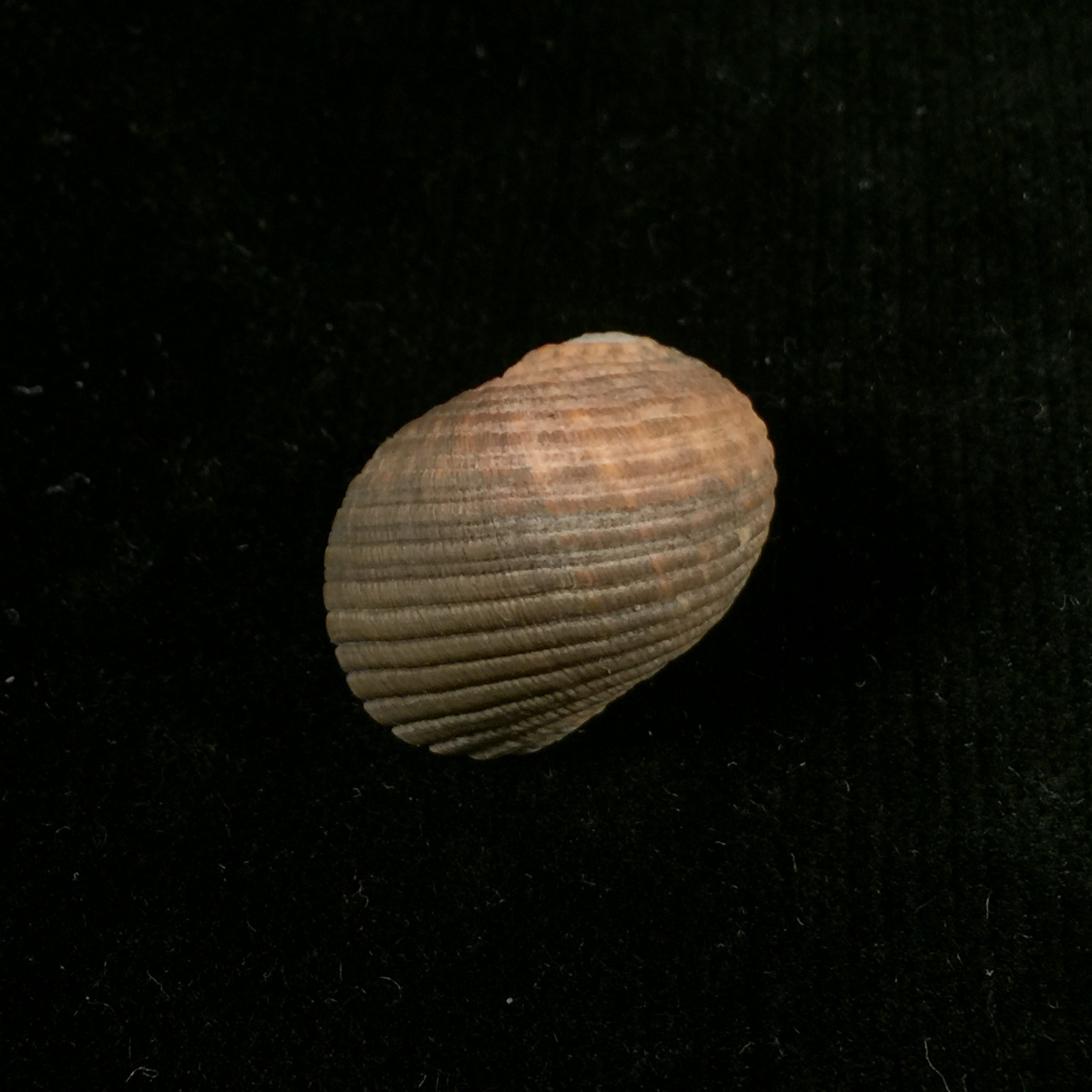 Nerita fulgurans Gmelin, 1791 - 22,8mm