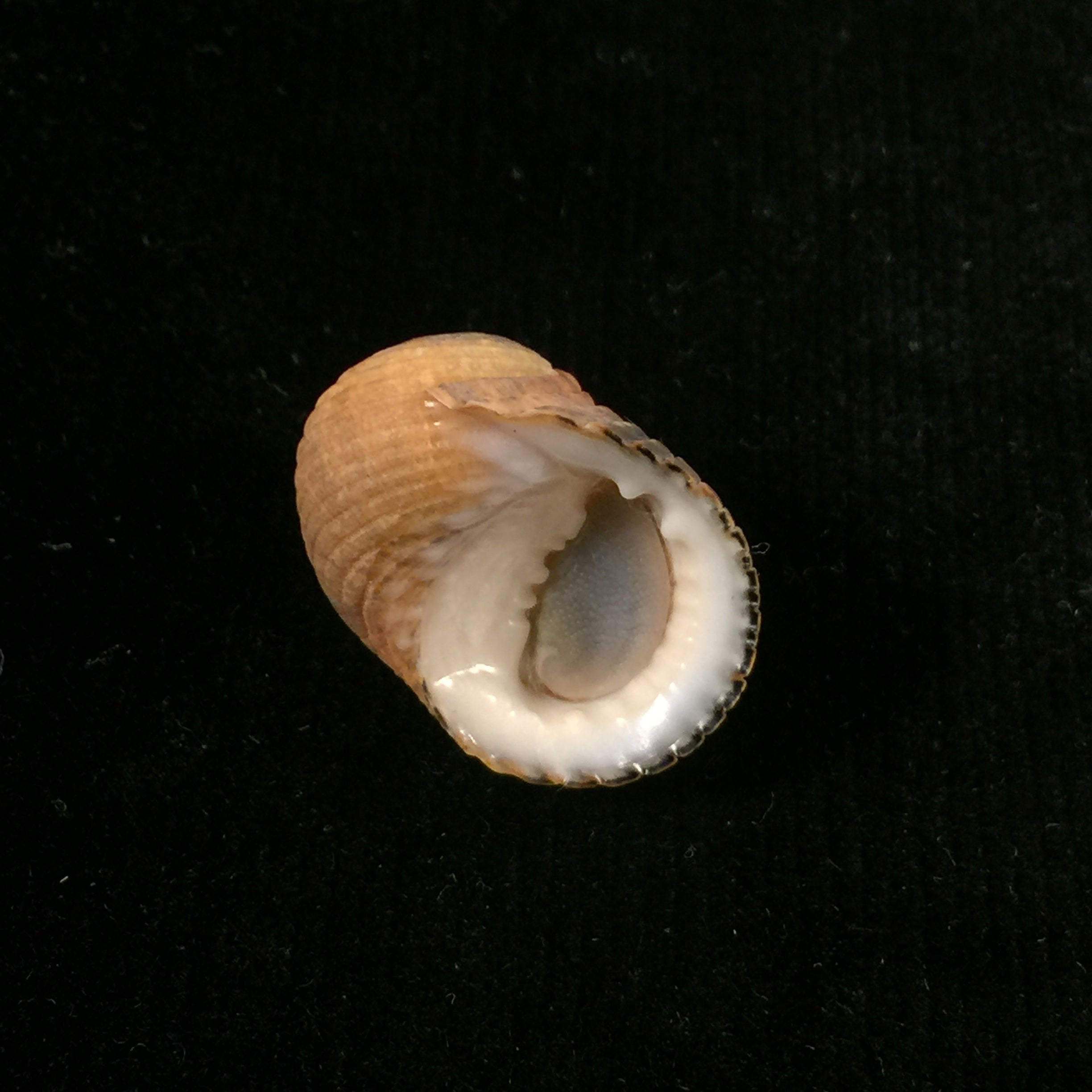 Nerita fulgurans Gmelin, 1791 - 22,8mm
