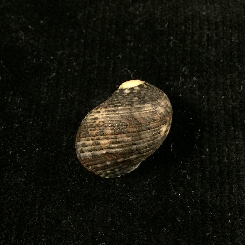 Nerita funiculata Menke, 1850 - 18,3mm