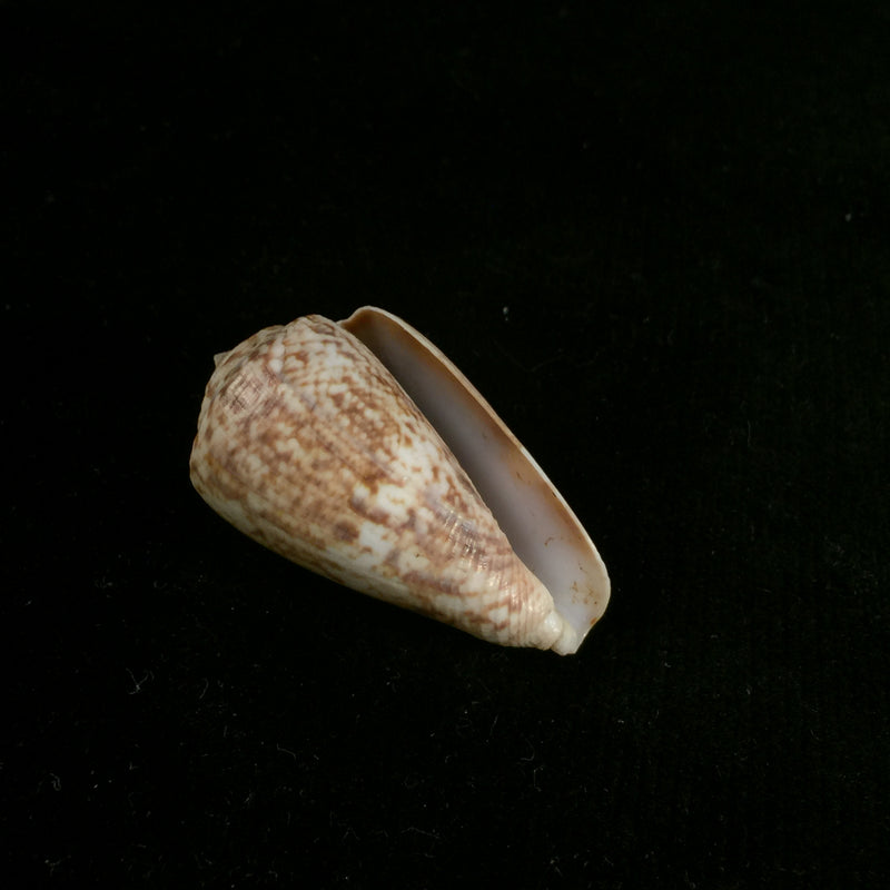 Conus anemone Lamarck, 1810 - 41,2mm