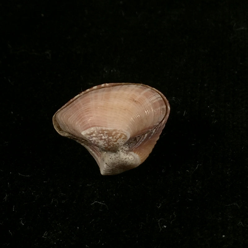 Corbula speciosa Reeve, 1843 - 19,3mm