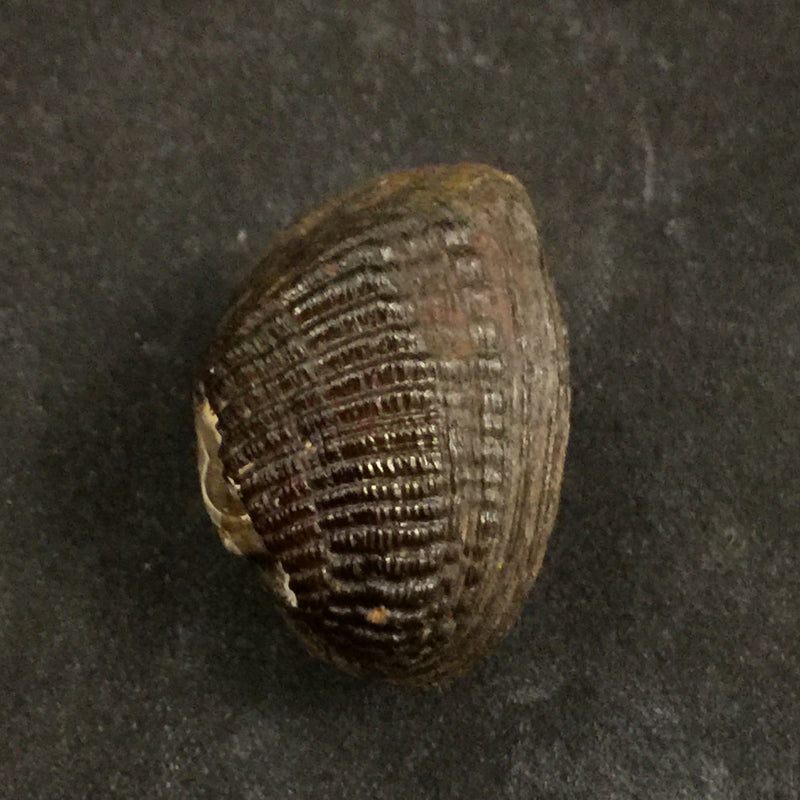 Rhipidodonta hylaea (d'Orbigny, 1835) - 25,1mm