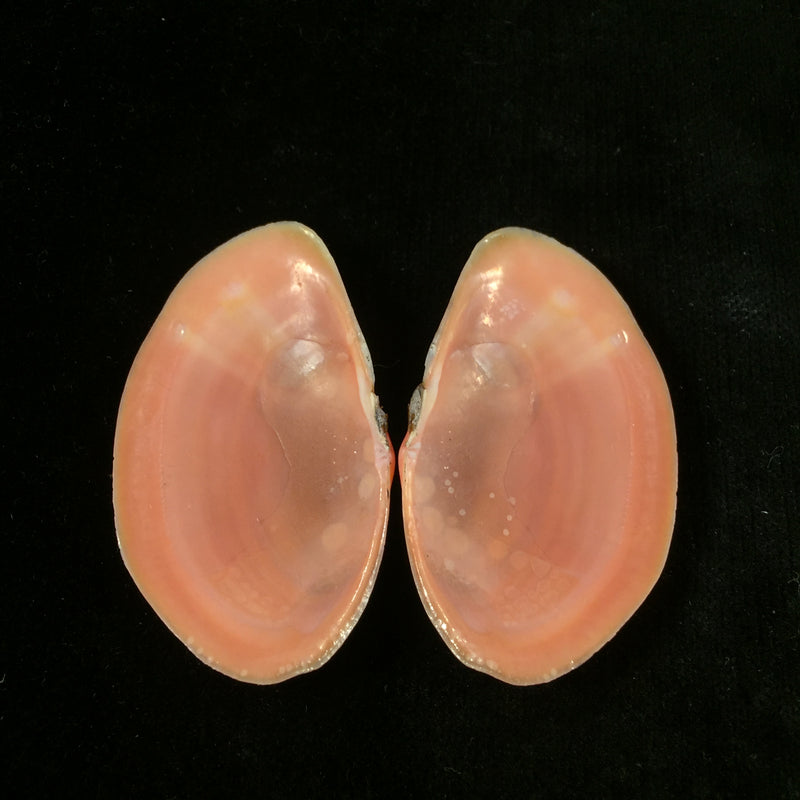 Sanguinolaria tellinoides A. Adams, 1850 - 52,3mm