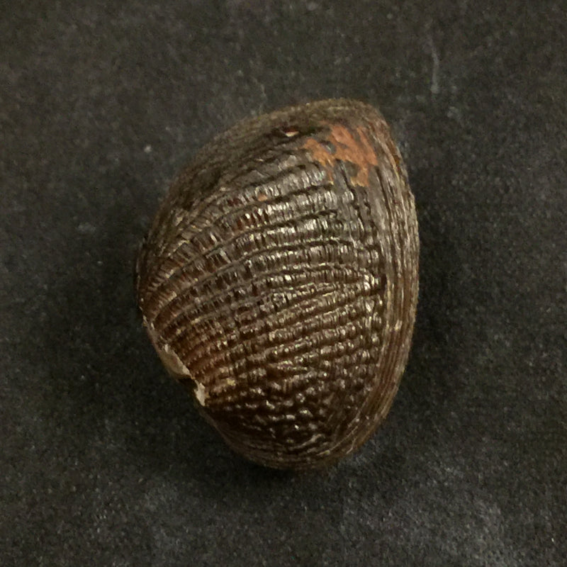 Rhipidodonta hylaea (d'Orbigny, 1835) - 25,6mm