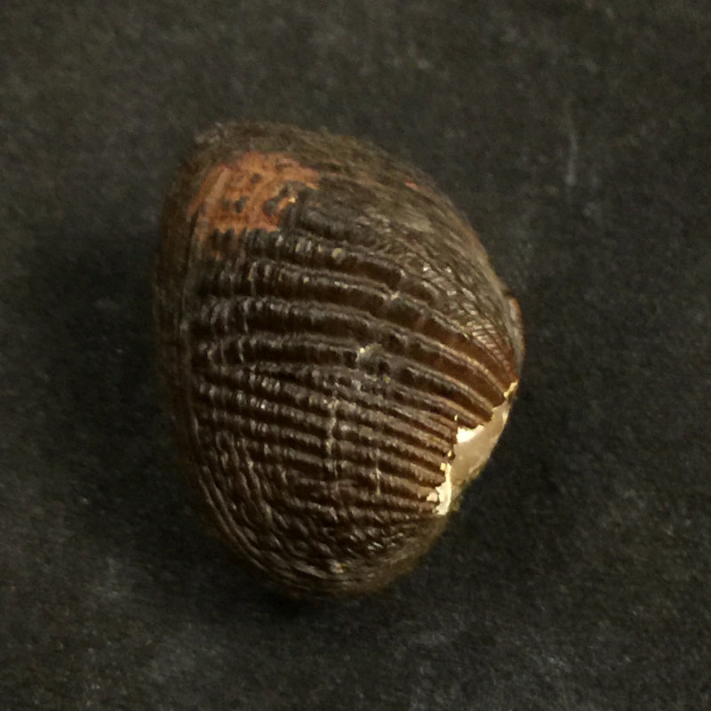Rhipidodonta hylaea (d'Orbigny, 1835) - 25,6mm