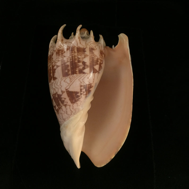 Cymbiola imperialis ([Lightfoot], 1786) - 204,2mm