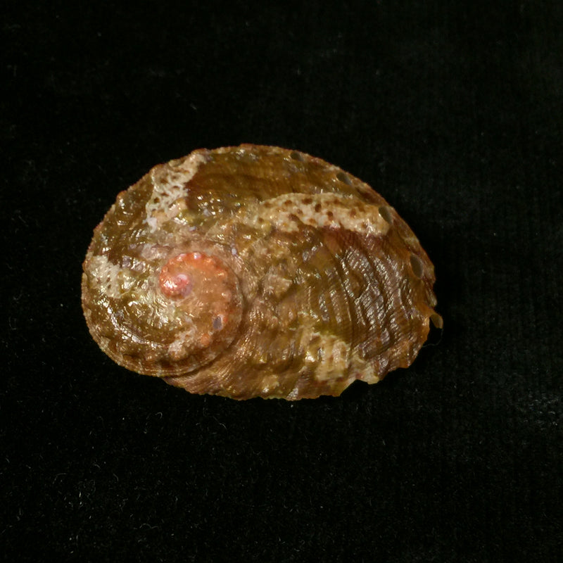 Haliotis ovina Gmelin, 1791 - 39,1mm