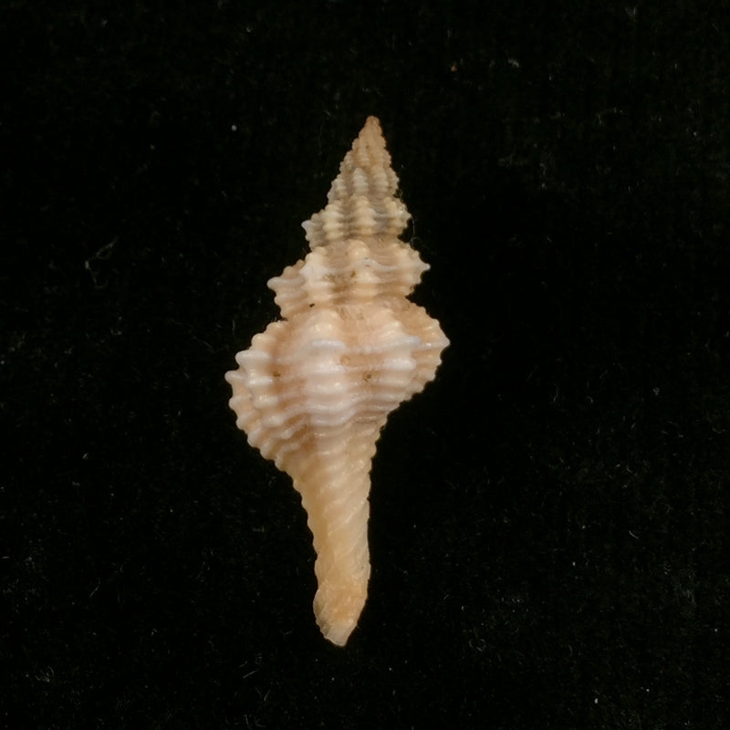 Pseudofusus rostratus (Olivi, 1792) - 28,8mm