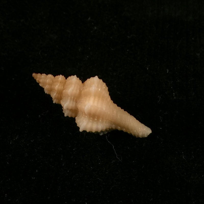 Pseudofusus rostratus (Olivi, 1792) - 25,4mm