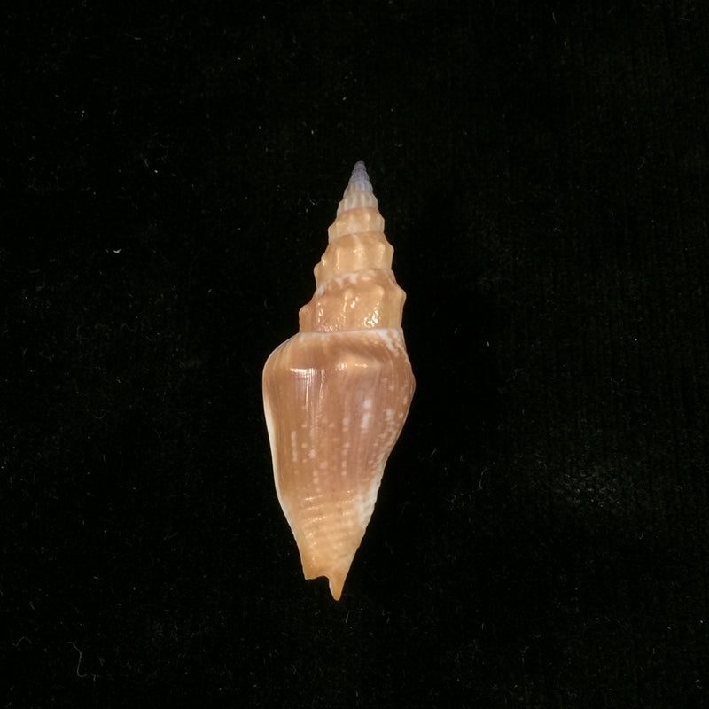 Strombina lanceolata (G. B. Sowerby I, 1832) - 45,2mm