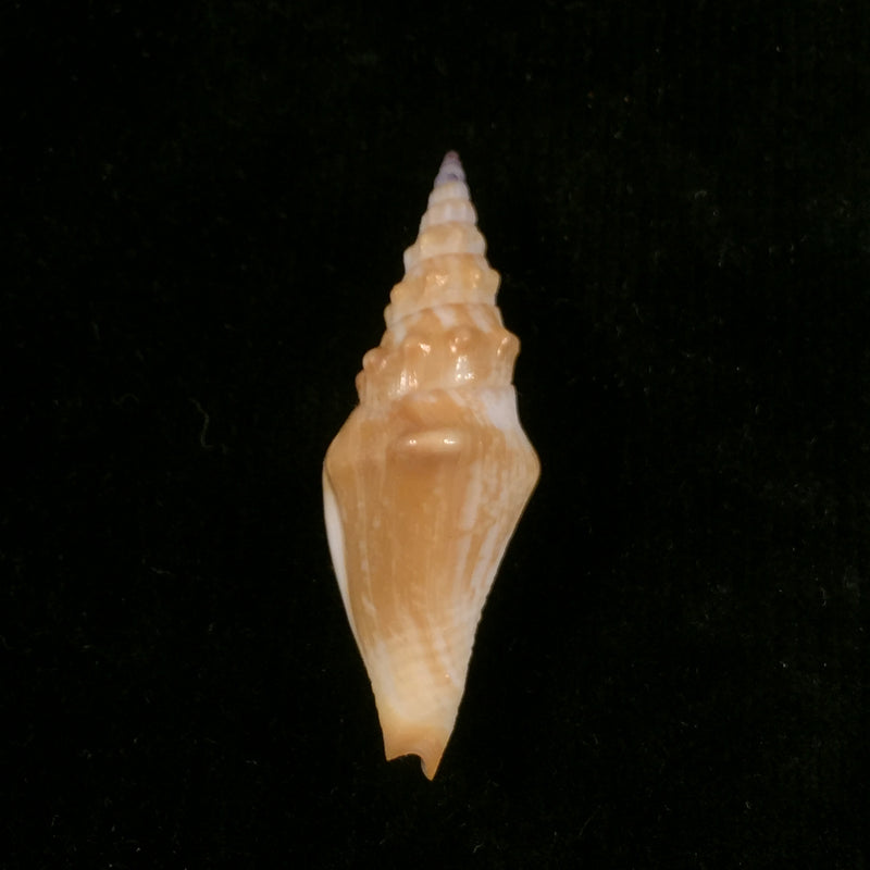 Strombina lanceolata (G. B. Sowerby I, 1832) - 43,7mm