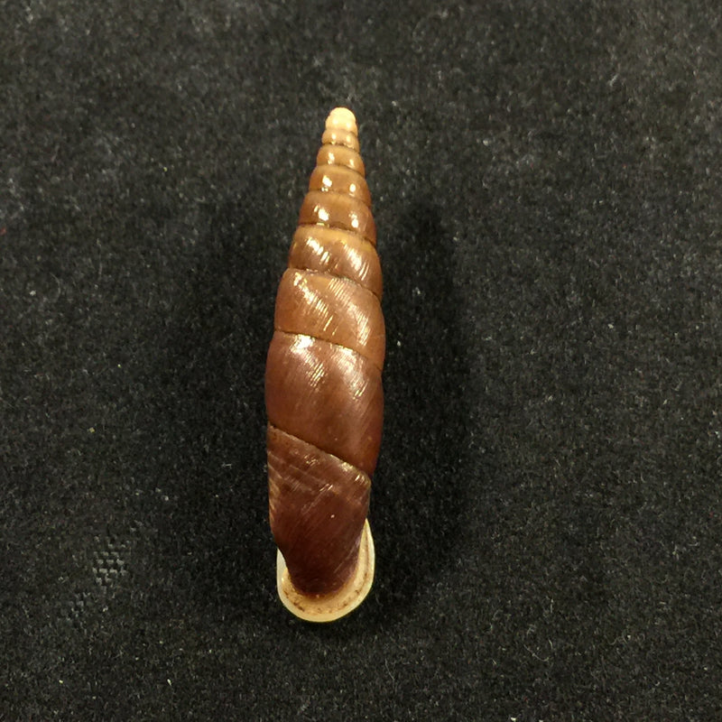 Oospira formosana albiapex (Chang & Ookubo, 1994) - 29mm