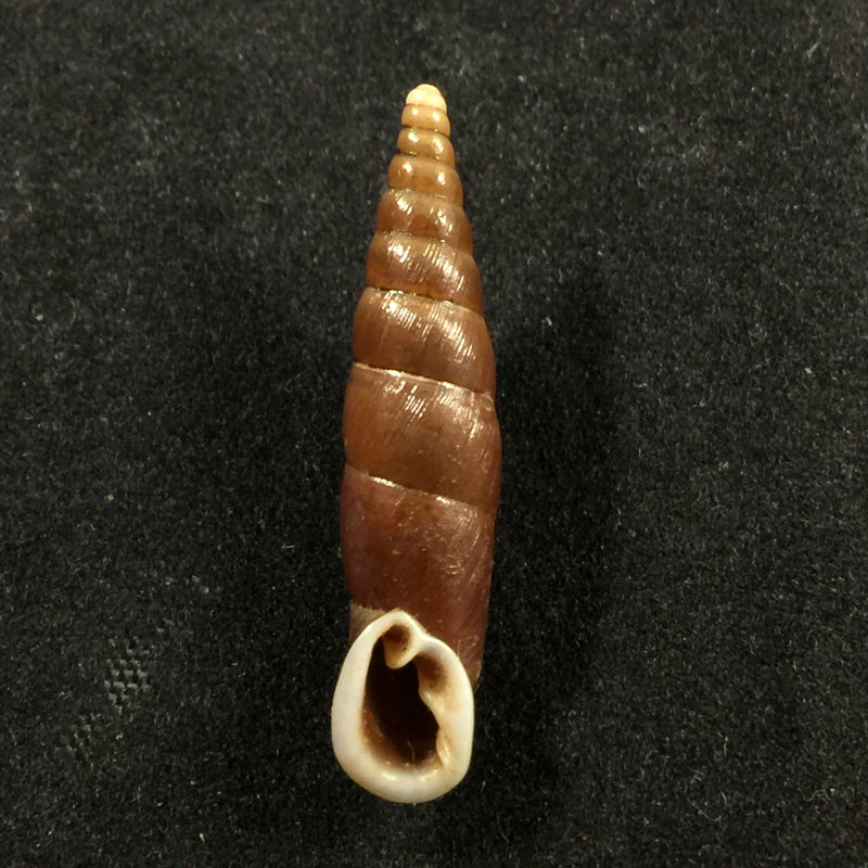 Oospira formosana albiapex (Chang & Ookubo, 1994) - 29mm
