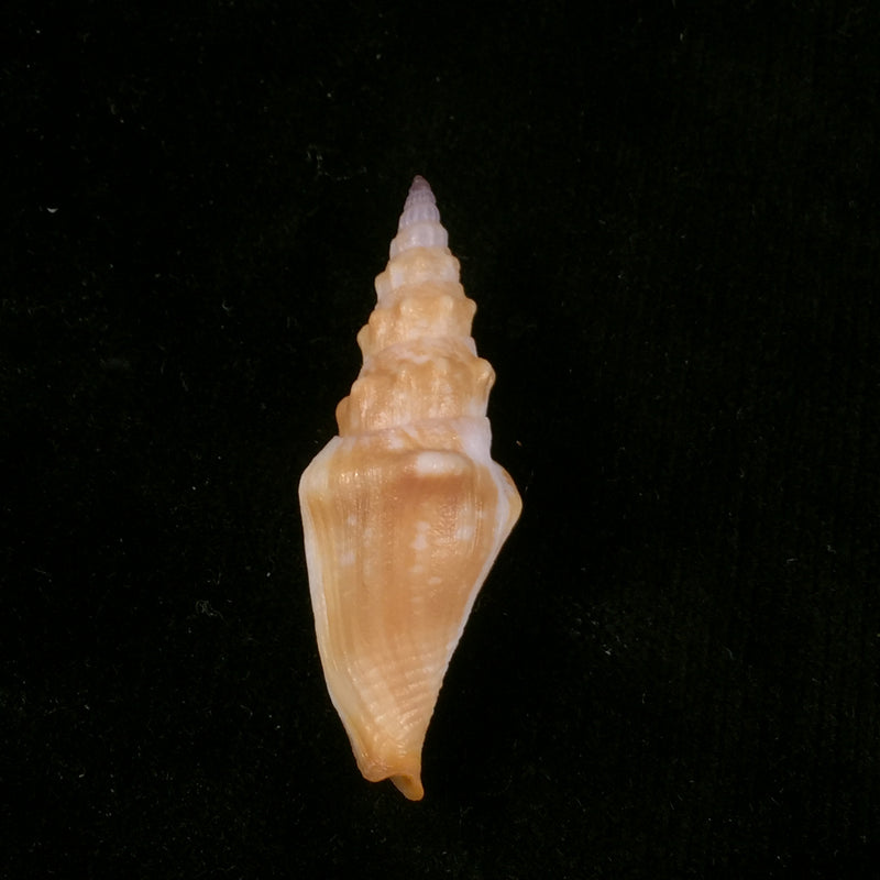 Strombina lanceolata (G. B. Sowerby I, 1832) - 47,8mm