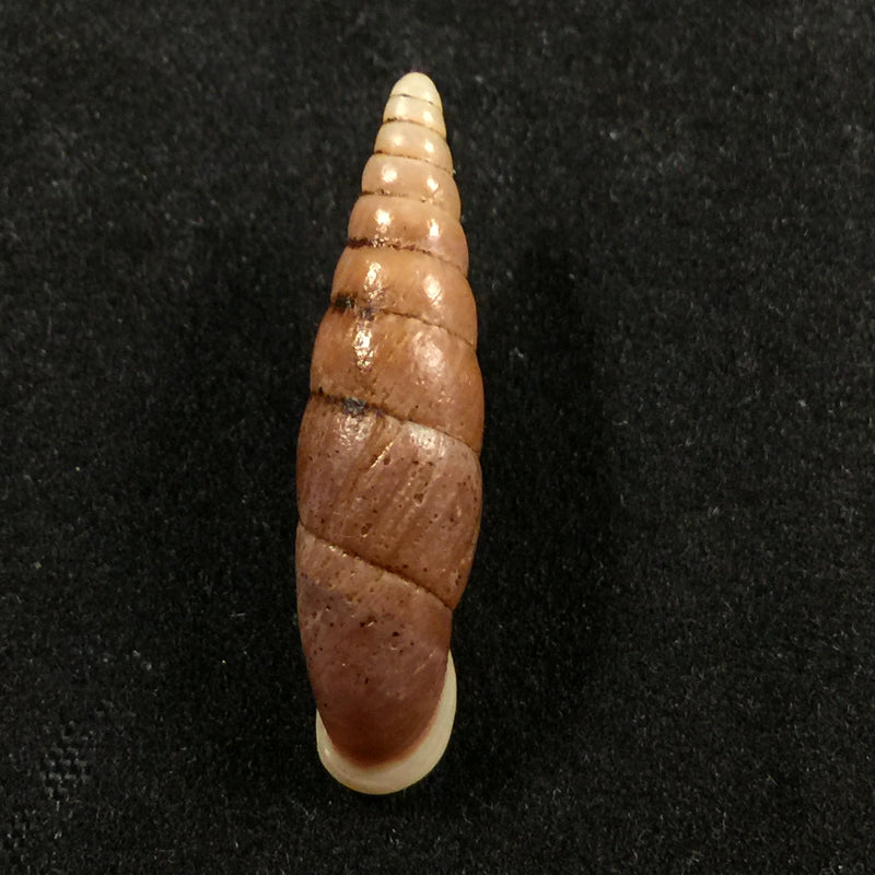 Oospira swinhoei (Pfeiffer, 1865) - 27,2mm