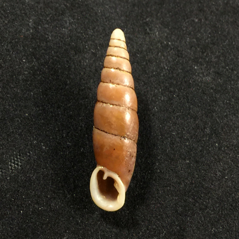 Oospira swinhoei (Pfeiffer, 1865) - 27,2mm