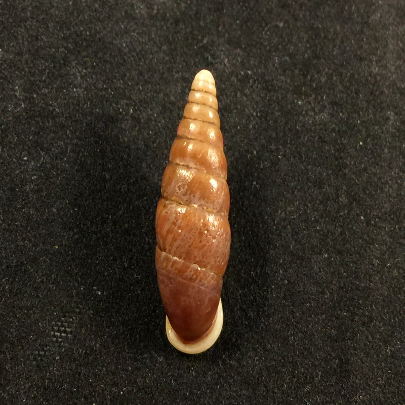 Oospira swinhoei (Pfeiffer, 1865) - 26,7mm