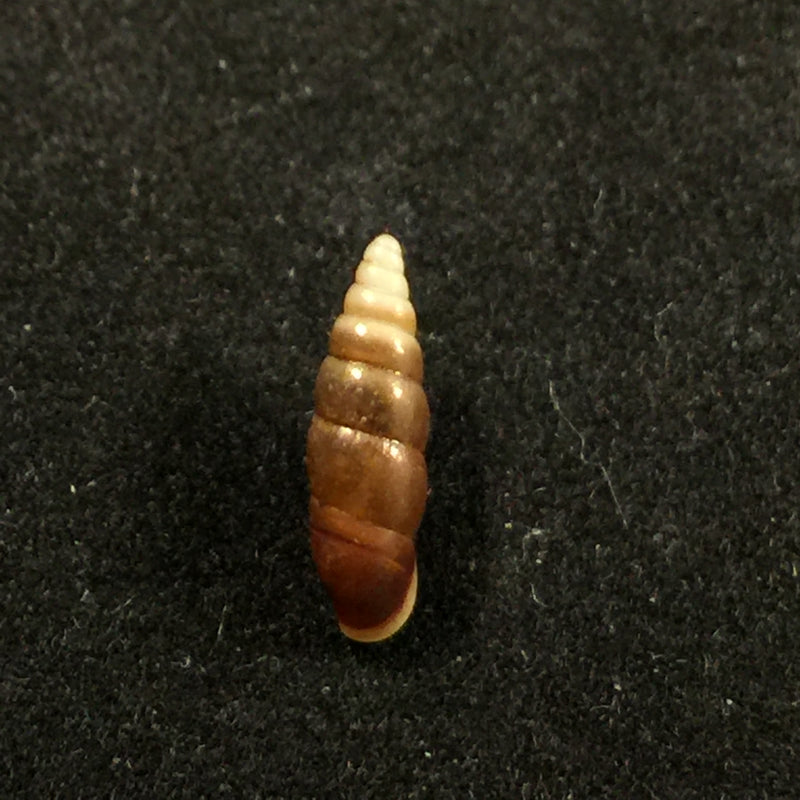 Hemiphaedusa pseudosheridani (Zilch, 1954) - 11mm