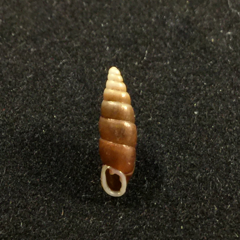 Hemiphaedusa pseudosheridani (Zilch, 1954) - 11mm