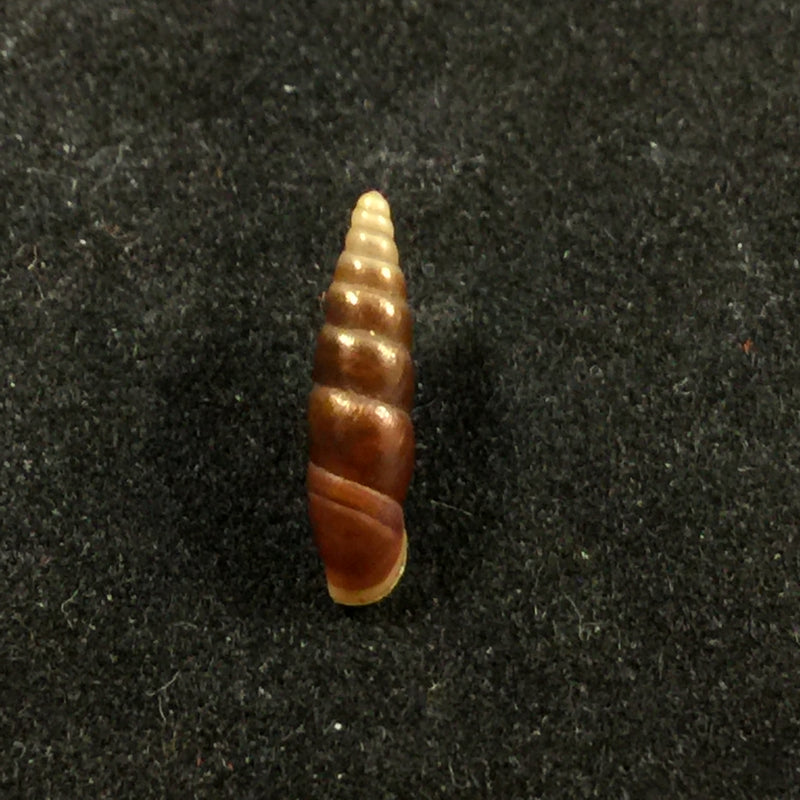 Hemiphaedusa pseudosheridani (Zilch, 1954) - 11,9mm