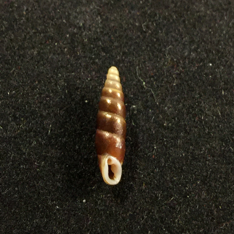 Hemiphaedusa pseudosheridani (Zilch, 1954) - 11,9mm