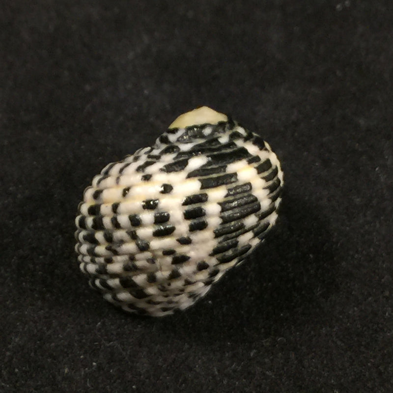 Nerita tessellata Gmelin, 1791 - 17,2mm