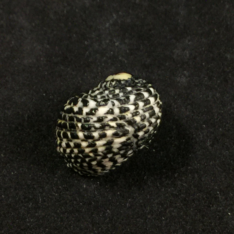 Nerita tessellata Gmelin, 1791 - 17,9mm