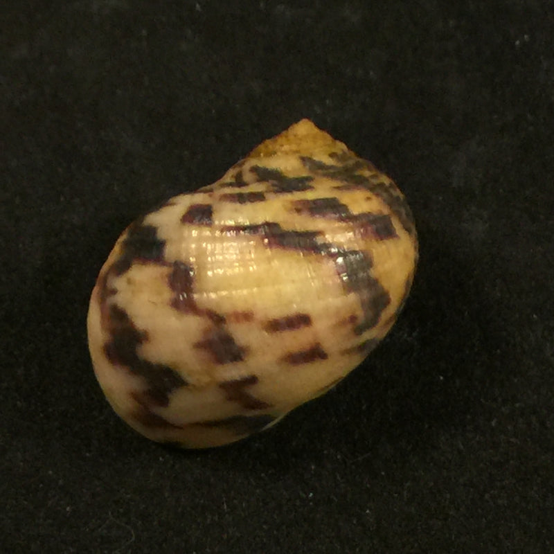 Nerita peloronta Linnaeus, 1758 - 27mm