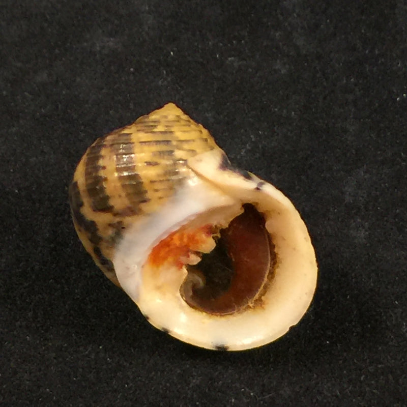 Nerita peloronta Linnaeus, 1758 - 27mm