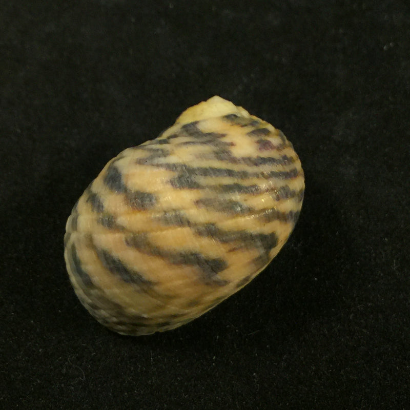 Nerita peloronta Linnaeus, 1758 - 26,9mm