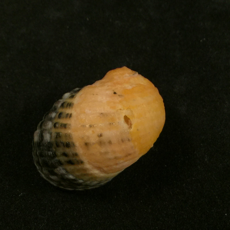 Nerita chlorostoma Lamarck, 1816 - 28,6mm