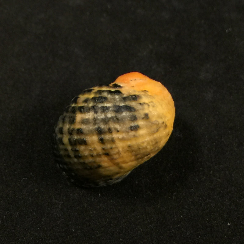Nerita chlorostoma Lamarck, 1816 - 24,5mm
