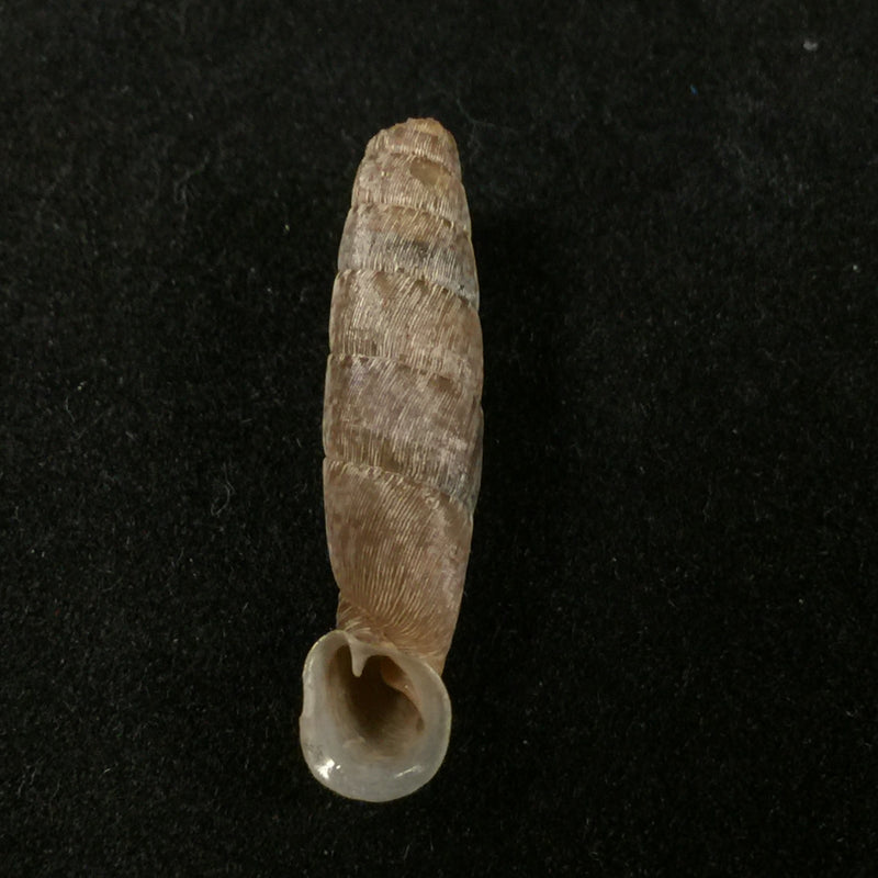 Cylindronenia canescens (Polinski, 1921) - 24,5mm