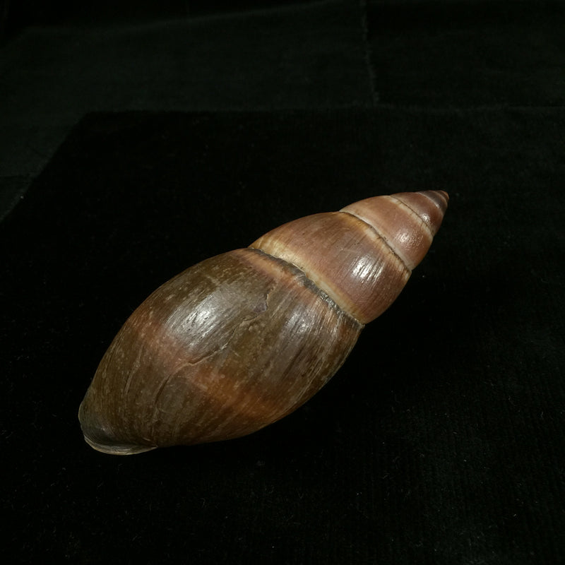 Thaumastus sangoae (Tschudi in Troschel, 1852) - 98,9mm