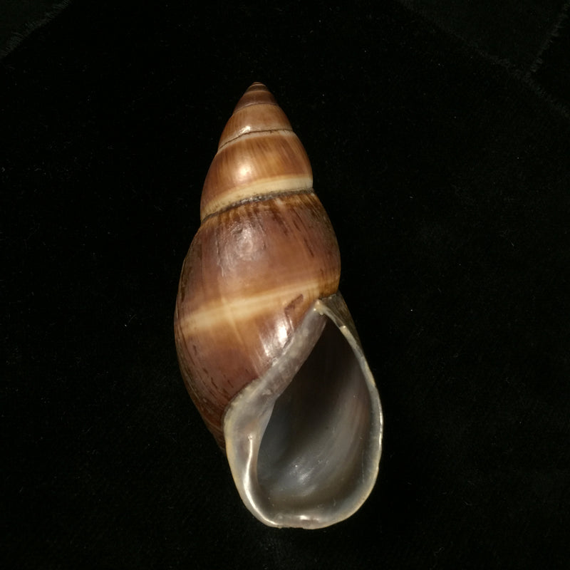 Thaumastus sangoae (Tschudi in Troschel, 1852) - 98,9mm