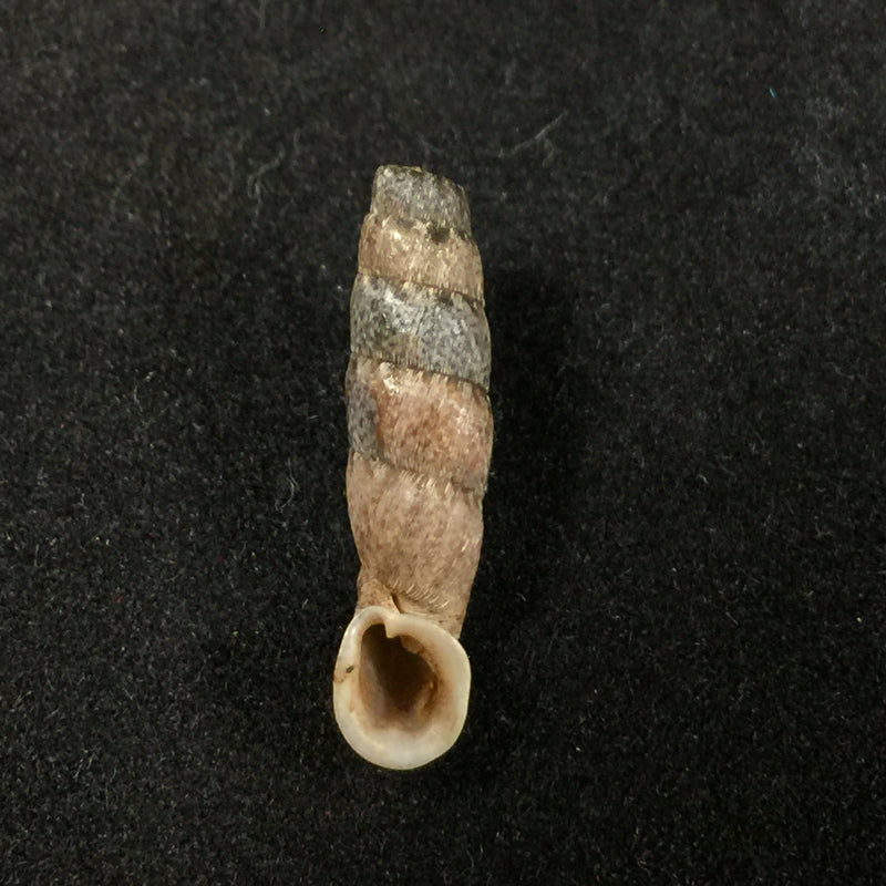 Cylindronenia cicatricosa leimebambensis Nordsieck, 1999 - 21,8mm
