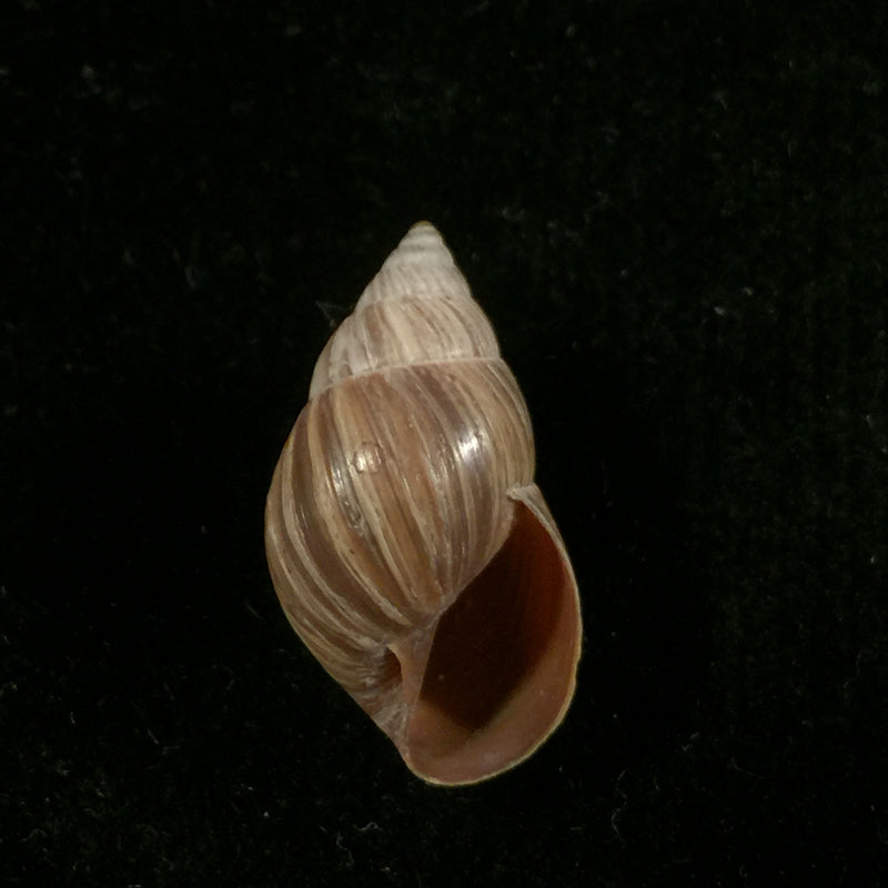 Naesiotus quitensis quitensis (L. Pfeiffer, 1848) - 21,1mm