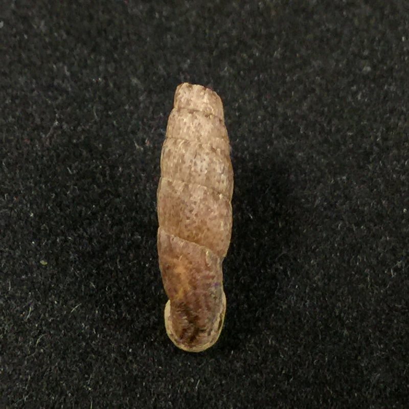 Cylindronenia cumulloana (Pilsbry, 1949) - 13,7mm