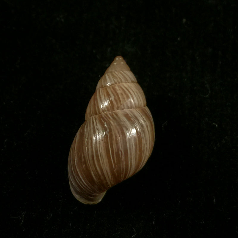 Naesiotus quitensis quitensis (L. Pfeiffer, 1848) - 18,7mm
