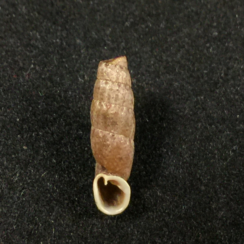 Cylindronenia cumulloana (Pilsbry, 1949) - 13,7mm