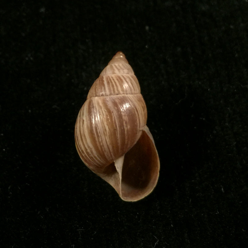 Naesiotus quitensis quitensis (L. Pfeiffer, 1848) - 18,7mm