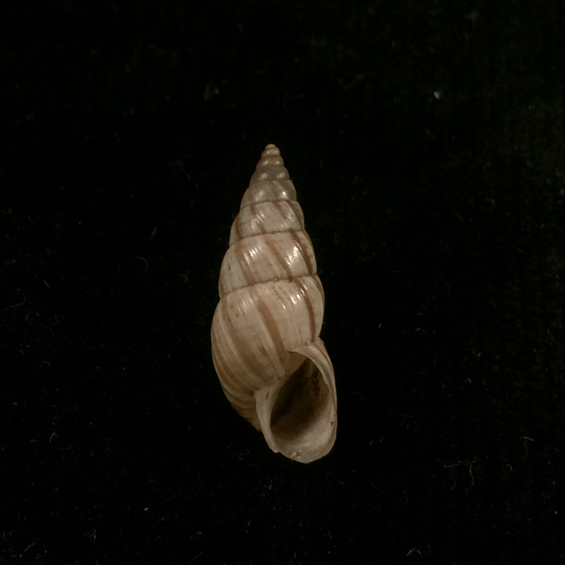 Bostryx alausiensis (Cousin, 1887) - 19,4mm