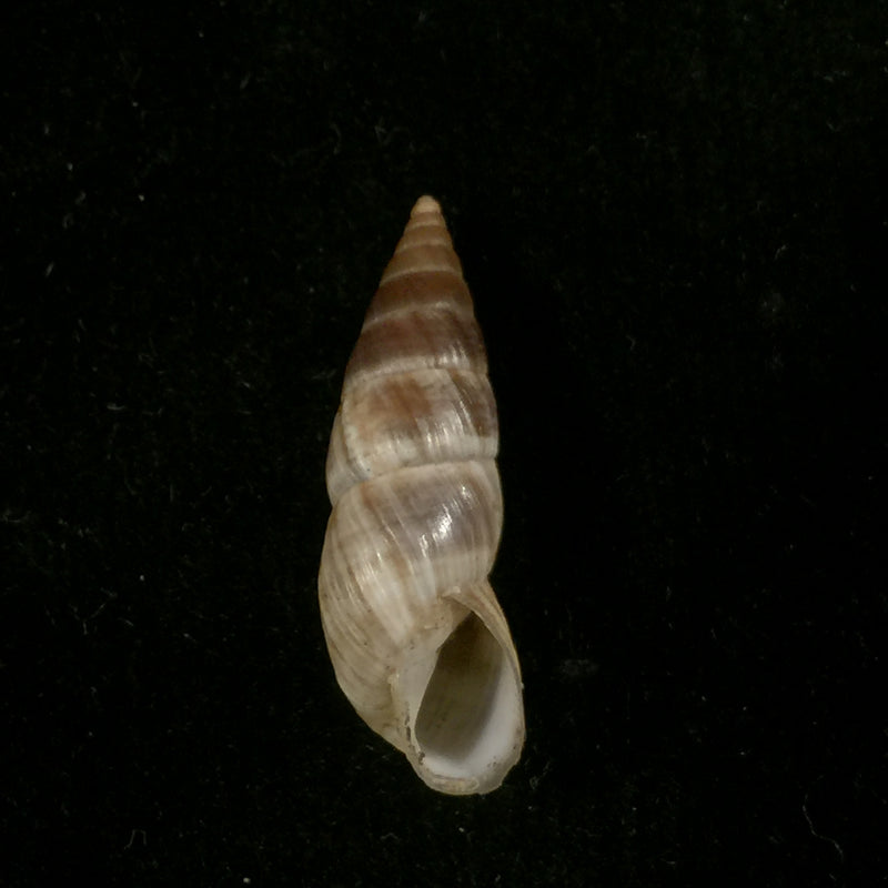 Bostryx alausiensis (Cousin, 1887) - 21,7mm