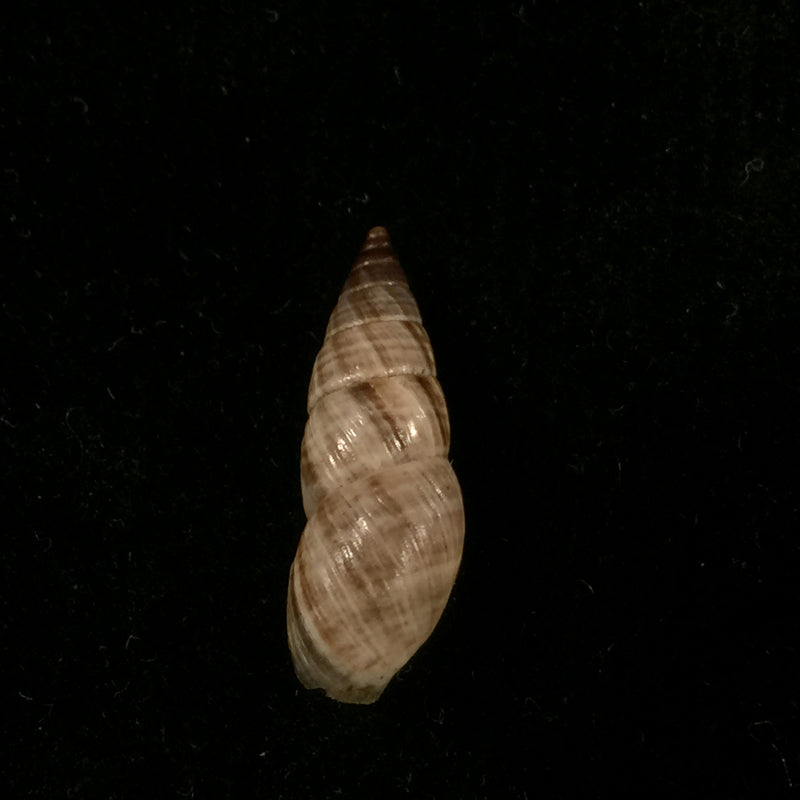 Bostryx alausiensis (Cousin, 1887) - 19,4mm