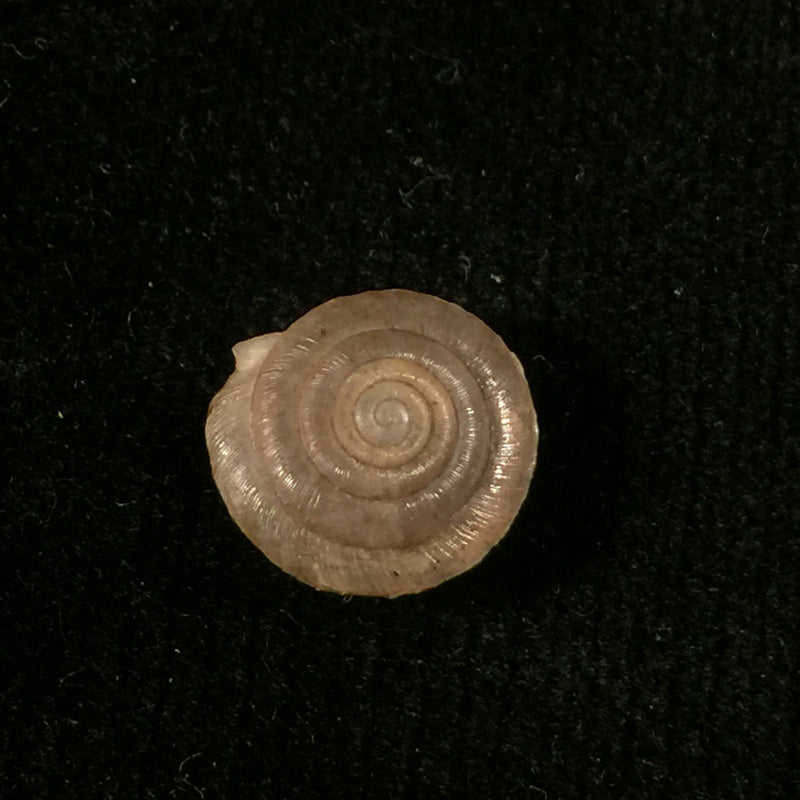 Mastigophallus rangianus (Michaud, 1831) - 10,1mm