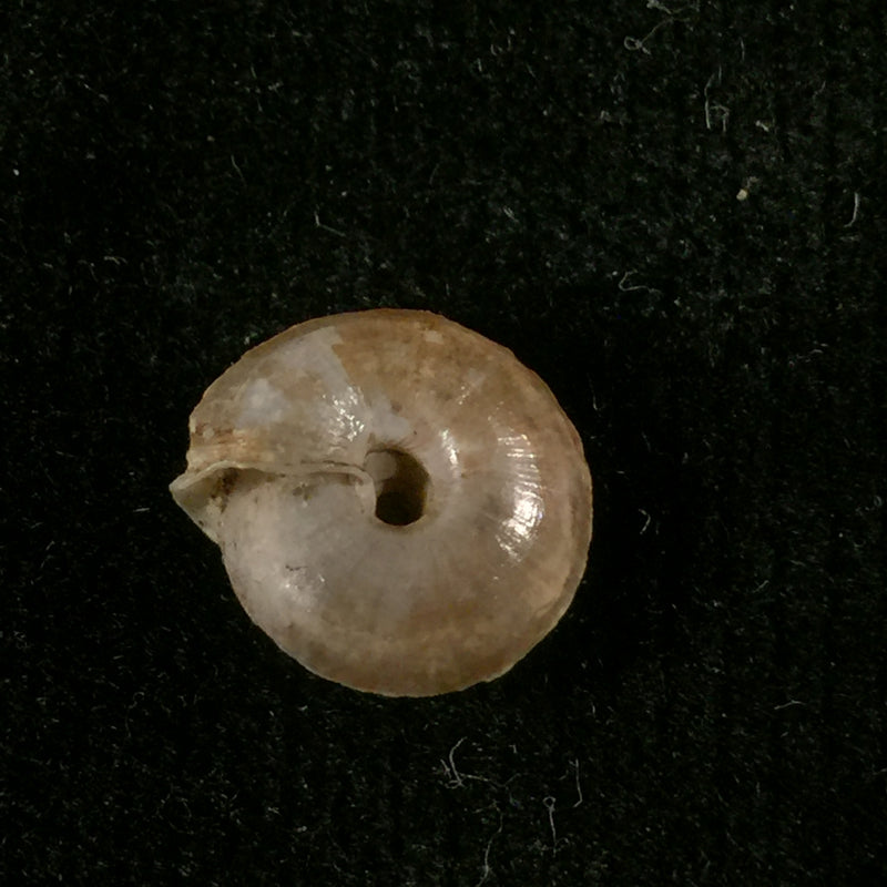 Mastigophallus rangianus (Michaud, 1831) - 10,1mm
