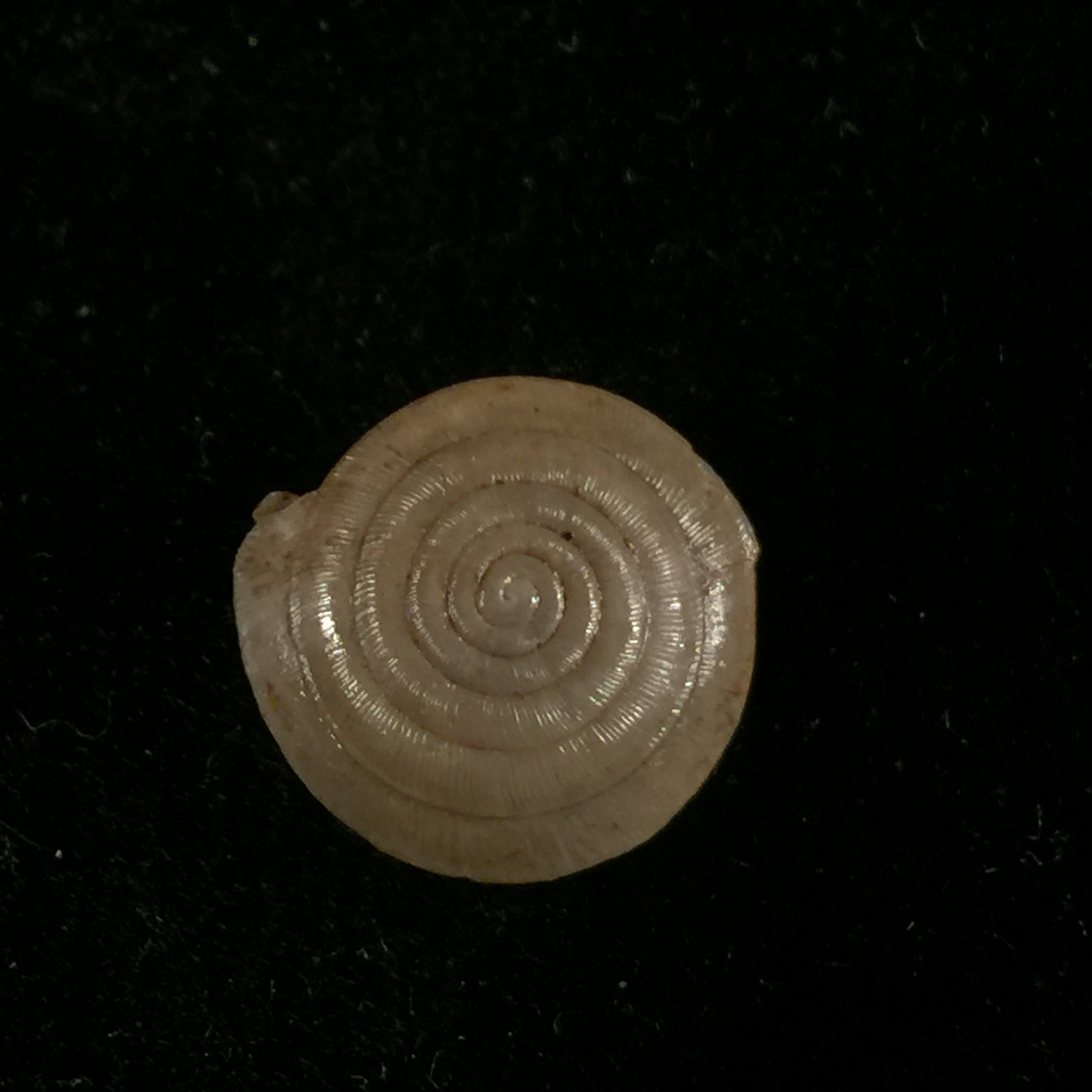 Mastigophallus rangianus (Michaud, 1831) - 11,6毫米