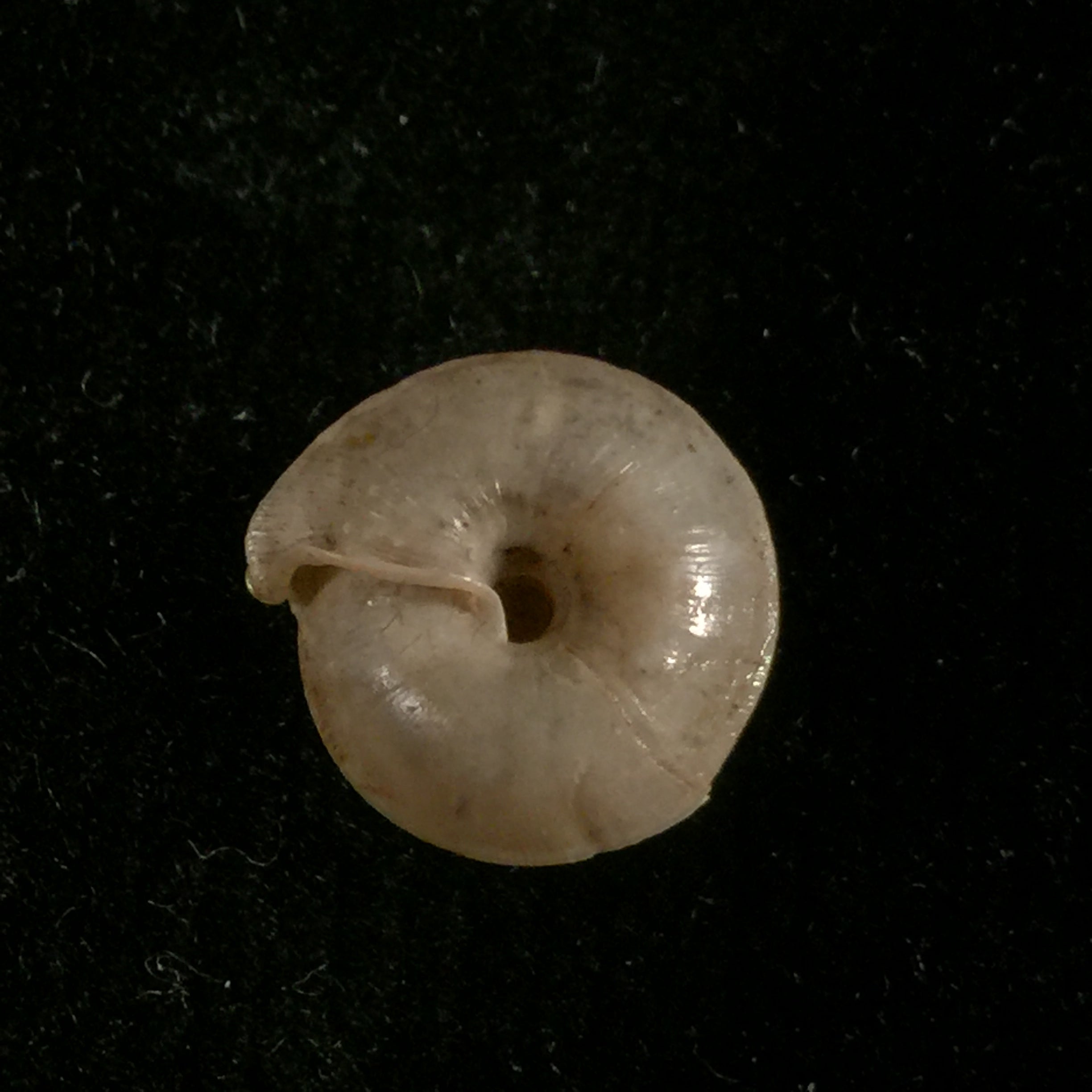 Mastigophallus rangianus (Michaud, 1831) - 11,6毫米
